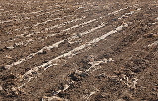 告別白色污染 守護村莊凈土，探索土壤環境污染防治服務新路徑